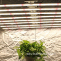 Inomhus mini LED växer ljus under växande jordgubbar